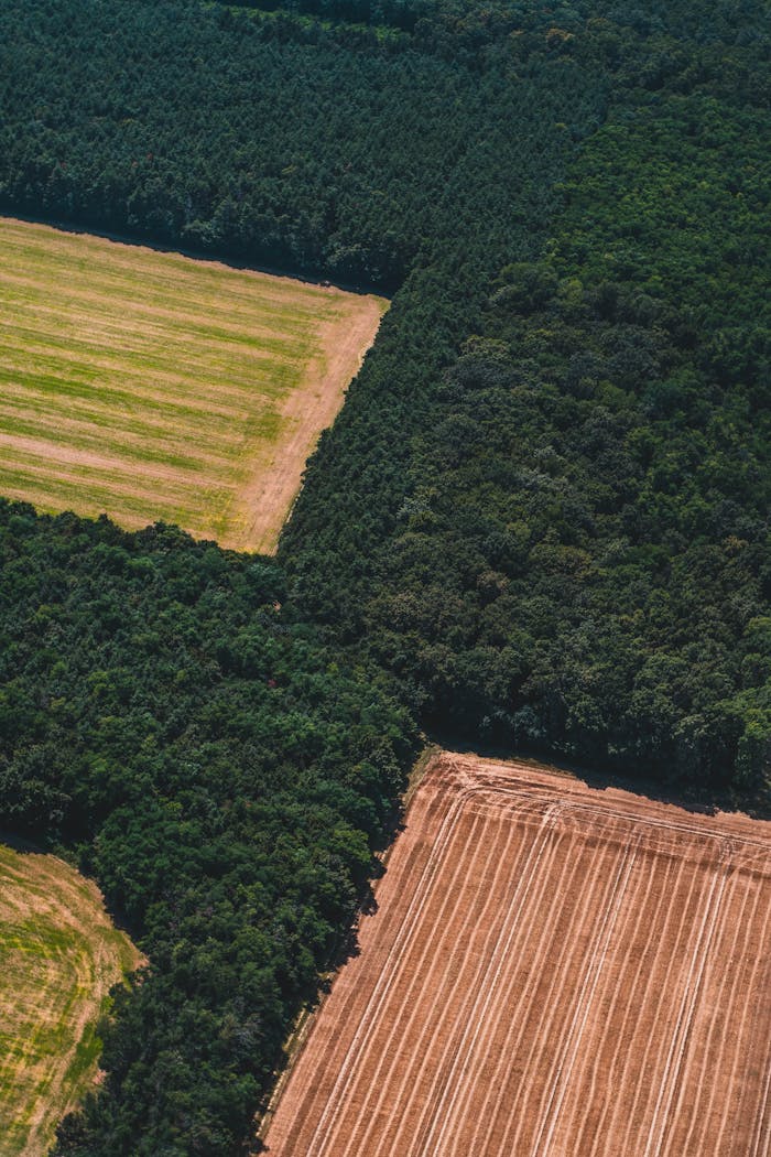 The Art of Drawing Readers In: Your attractive post title goes here A stunning aerial view showcasing the intersection of lush forest and cultivated farmland.