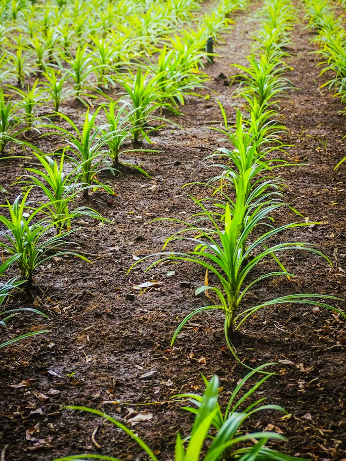 Mastering the First Impression: Your intriguing post title goes here Lush green plants growing in organized rows on fertile soil in Kanchanaburi, Thailand.