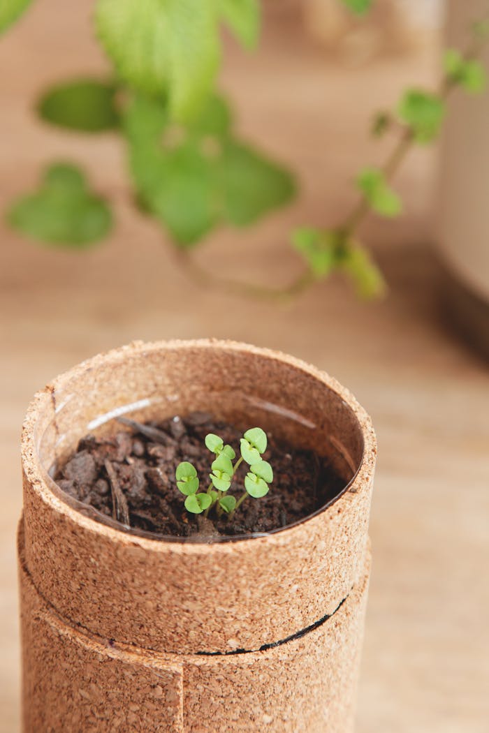 Crafting Captivating Headlines: Your awesome post title goes here Cork pot with young sprout and blurred greenery, ideal for gardening themes.
